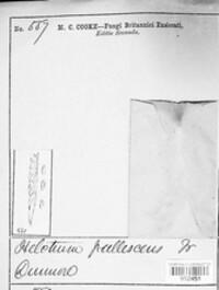 Bispora pallescens image